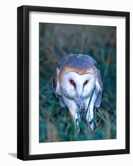 Barn Owl with a Mouse, Native to Southern USA-David Northcott-Framed Photographic Print