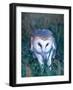 Barn Owl with a Mouse, Native to Southern USA-David Northcott-Framed Photographic Print