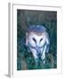 Barn Owl with a Mouse, Native to Southern USA-David Northcott-Framed Photographic Print