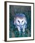 Barn Owl with a Mouse, Native to Southern USA-David Northcott-Framed Photographic Print