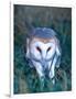 Barn Owl with a Mouse, Native to Southern USA-David Northcott-Framed Photographic Print