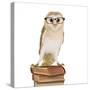 Barn Owl with Books Wearing Glasses-Andy and Clare Teare-Stretched Canvas