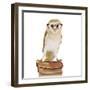 Barn Owl with Books Wearing Glasses-Andy and Clare Teare-Framed Photographic Print