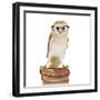 Barn Owl with Books Wearing Glasses-Andy and Clare Teare-Framed Photographic Print