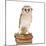 Barn Owl with Books Wearing Glasses-Andy and Clare Teare-Mounted Photographic Print