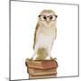 Barn Owl with Books Wearing Glasses-Andy and Clare Teare-Mounted Photographic Print