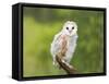 Barn Owl, Youngster on Branch in Meadow-null-Framed Stretched Canvas