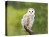 Barn Owl, Youngster on Branch in Meadow-null-Stretched Canvas