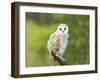 Barn Owl, Youngster on Branch in Meadow-null-Framed Photographic Print