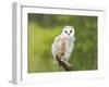 Barn Owl, Youngster on Branch in Meadow-null-Framed Photographic Print