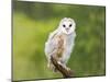 Barn Owl, Youngster on Branch in Meadow-null-Mounted Photographic Print