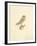 Barn Owl-C^T^N^ Ackland-Framed Premium Giclee Print