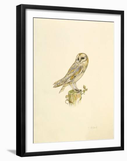 Barn Owl-C^T^N^ Ackland-Framed Premium Giclee Print