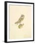 Barn Owl-C^T^N^ Ackland-Framed Premium Giclee Print