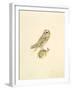 Barn Owl-C^T^N^ Ackland-Framed Premium Giclee Print