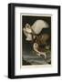 Barn Owl-John James Audubon-Framed Giclee Print