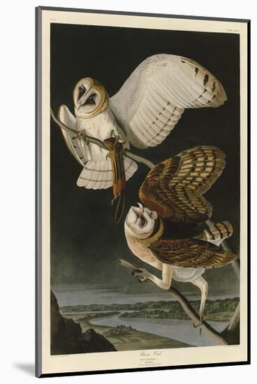 Barn Owl-John James Audubon-Mounted Giclee Print