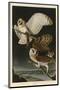 Barn Owl-John James Audubon-Mounted Giclee Print