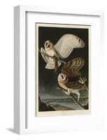 Barn Owl-John James Audubon-Framed Art Print