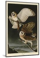 Barn Owl-John James Audubon-Mounted Art Print