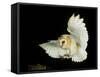 Barn Owl-Andy Harmer-Framed Stretched Canvas