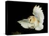 Barn Owl-Andy Harmer-Stretched Canvas