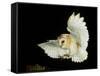 Barn Owl-Andy Harmer-Framed Stretched Canvas