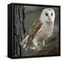 Barn Owl-Linda Wright-Framed Stretched Canvas