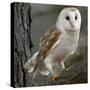 Barn Owl-Linda Wright-Stretched Canvas