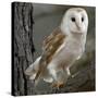 Barn Owl-Linda Wright-Stretched Canvas