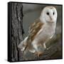 Barn Owl-Linda Wright-Framed Stretched Canvas