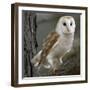 Barn Owl-Linda Wright-Framed Premium Photographic Print