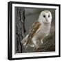 Barn Owl-Linda Wright-Framed Premium Photographic Print