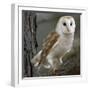 Barn Owl-Linda Wright-Framed Premium Photographic Print