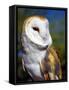 Barn Owl-Douglas Taylor-Framed Stretched Canvas