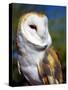 Barn Owl-Douglas Taylor-Stretched Canvas