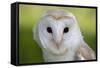 Barn Owl-null-Framed Stretched Canvas