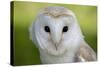 Barn Owl-null-Stretched Canvas