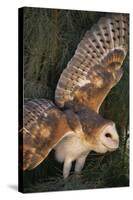 Barn Owl-DLILLC-Stretched Canvas