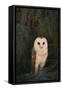 Barn Owl-DLILLC-Framed Stretched Canvas