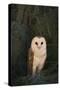 Barn Owl-DLILLC-Stretched Canvas