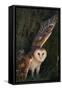 Barn Owl-DLILLC-Framed Stretched Canvas