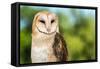 Barn Owl-Jay Ondreicka-Framed Stretched Canvas