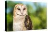 Barn Owl-Jay Ondreicka-Stretched Canvas