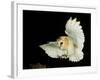 Barn Owl-Andy Harmer-Framed Photographic Print