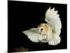 Barn Owl-Andy Harmer-Mounted Photographic Print