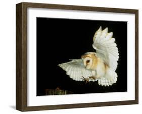 Barn Owl-Andy Harmer-Framed Photographic Print