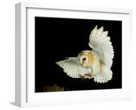 Barn Owl-Andy Harmer-Framed Photographic Print