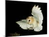Barn Owl-Andy Harmer-Mounted Photographic Print
