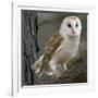 Barn Owl-Linda Wright-Framed Photographic Print